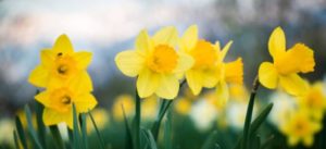 daffodil day Ormiston